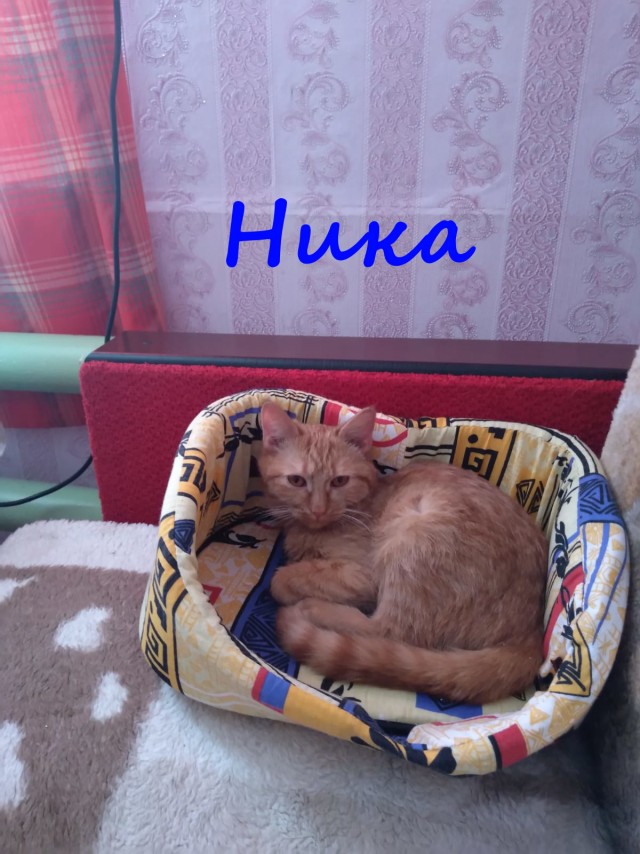 Жизнь домашнего приюта "Котоленд" 376