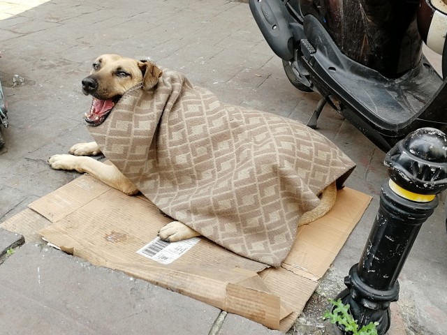 Котики Стамбула
