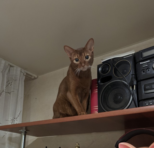 Вы хочите кошек, их есть у меня...