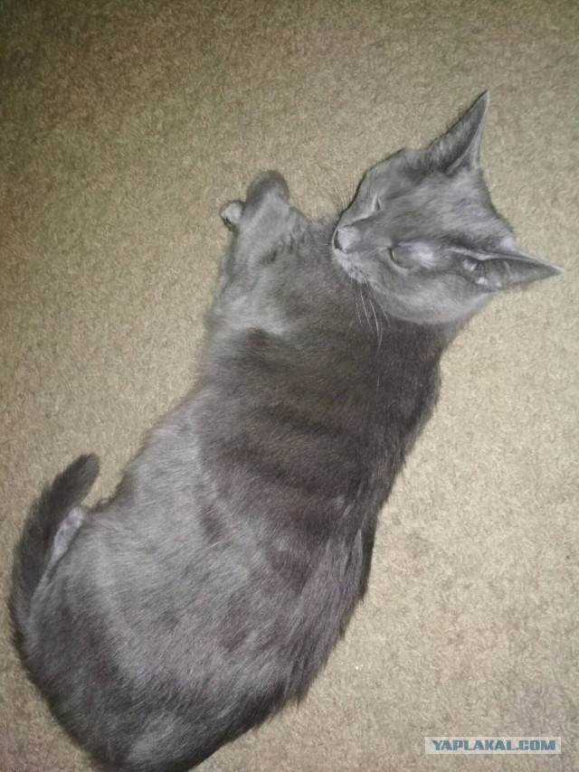 Кот Тимофей