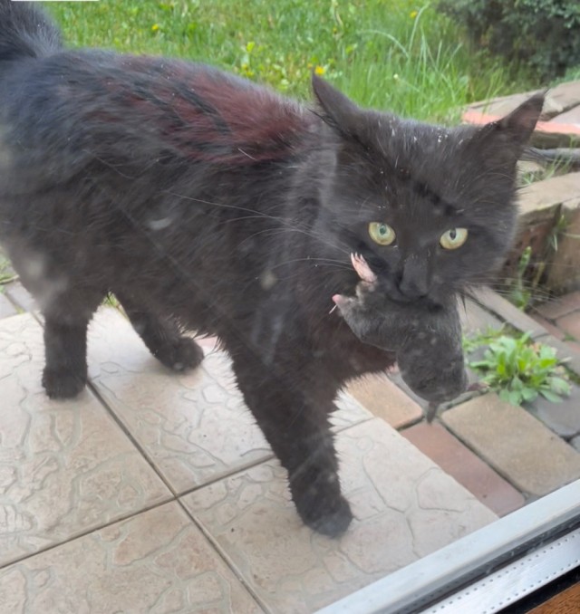 Распаковка iCat 13