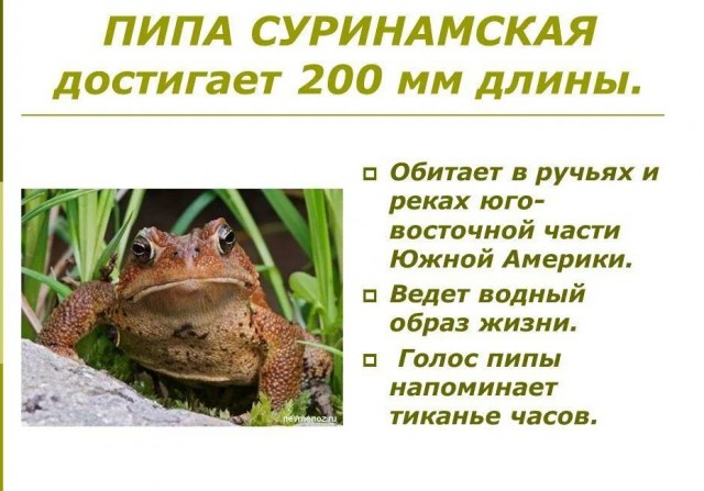 Игра на пипе