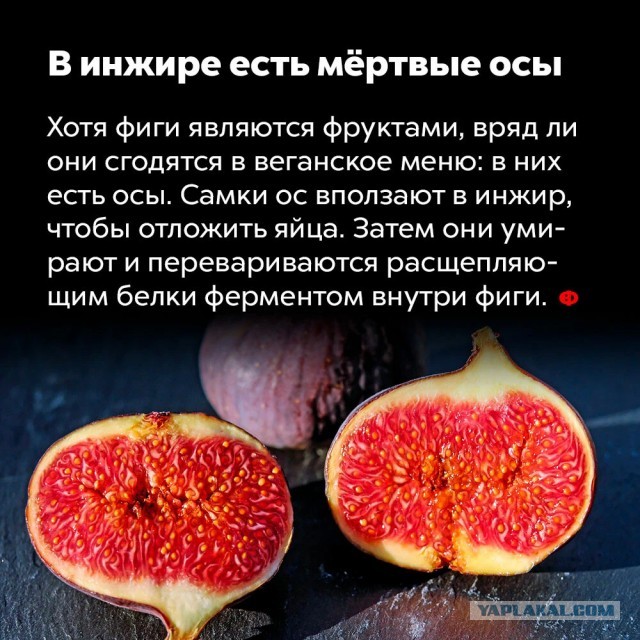Гурзуф, август 2023г. Собственный урожай инжира