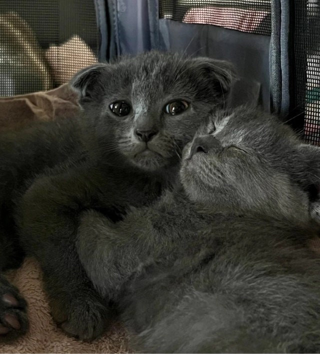 Котовторник Рыжих