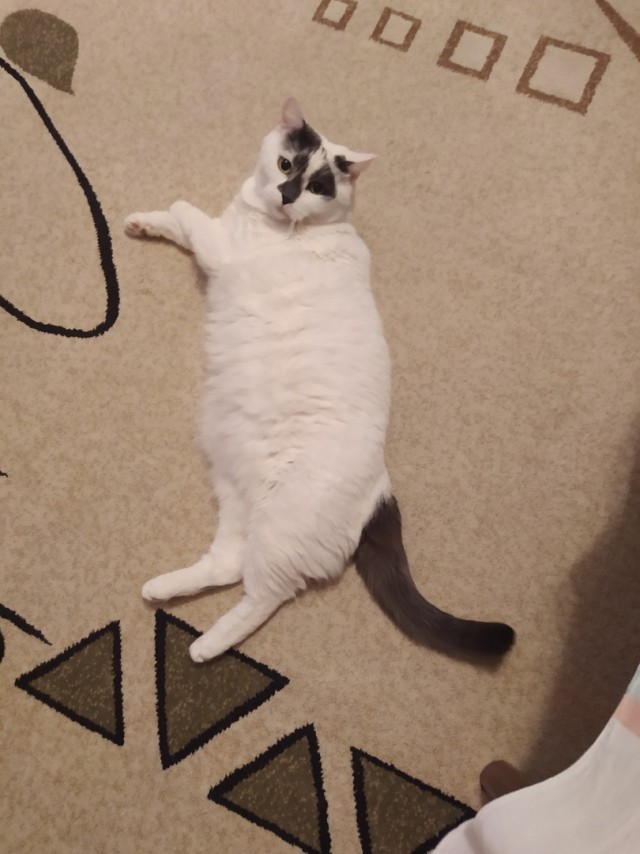 Толстые коты