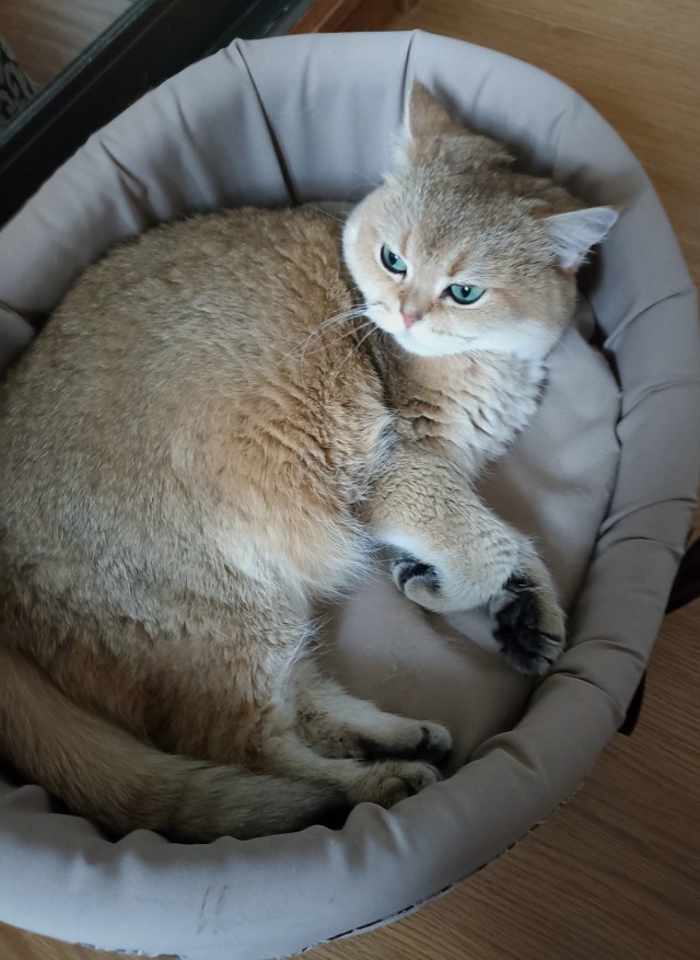 Меня приютили