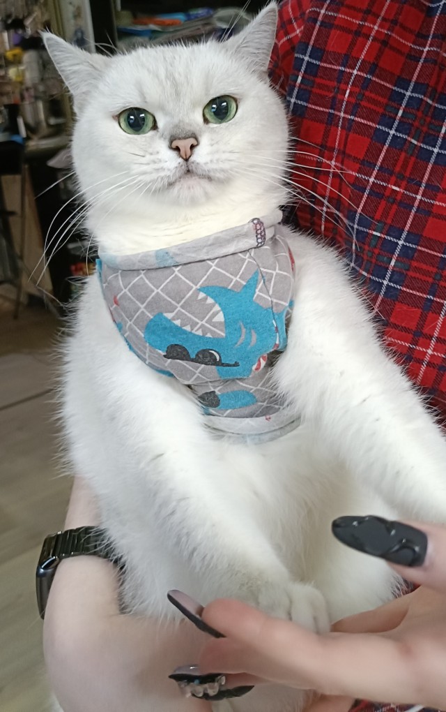 Всех с котовторником