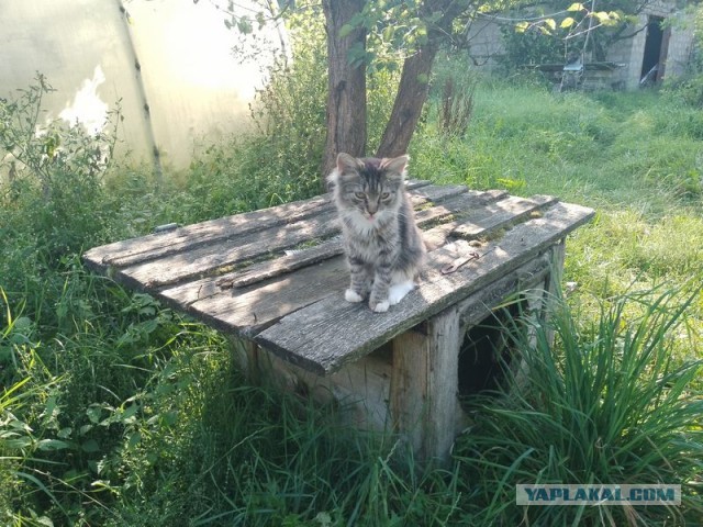 Жизнь домашнего приюта для котеек 510