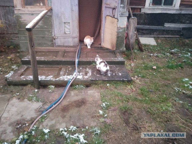 Жизнь домашнего приюта для котеек 521