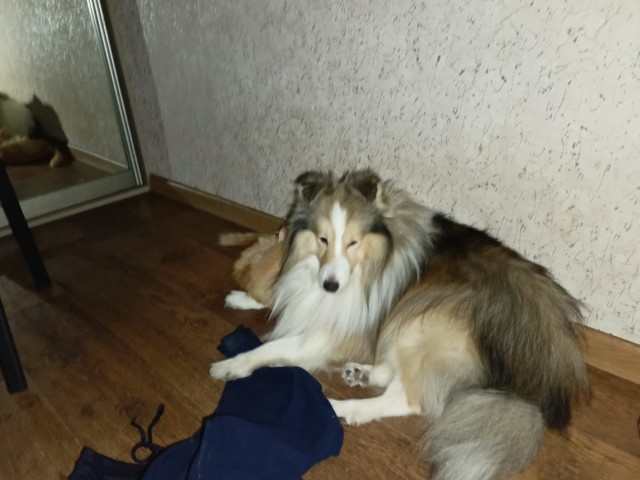 Очумелые Пёрышки