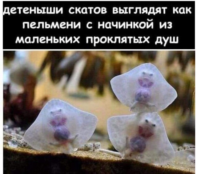 Картинки разные с надписями и без