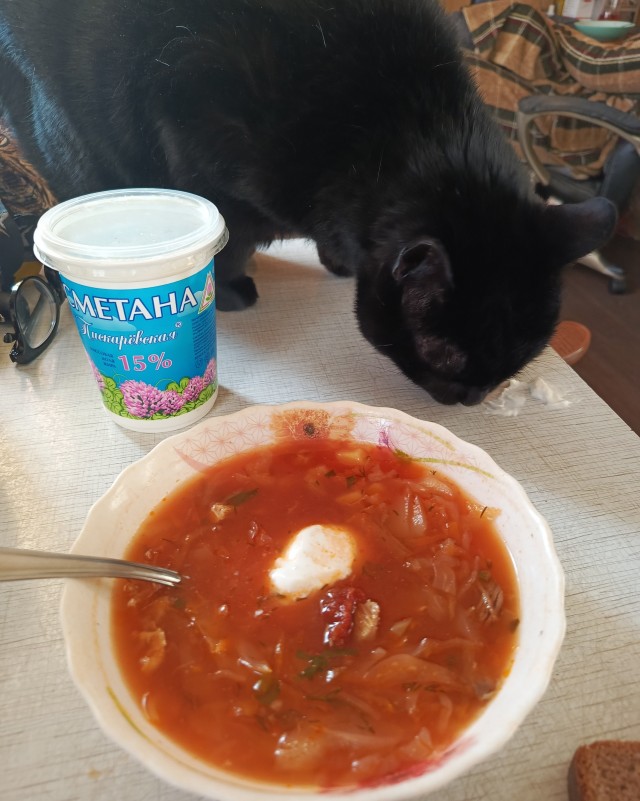 Мой кот