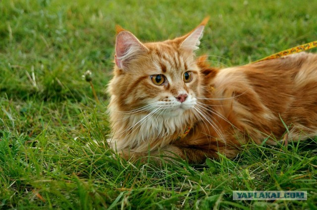 Немного о  Мейн Куне.