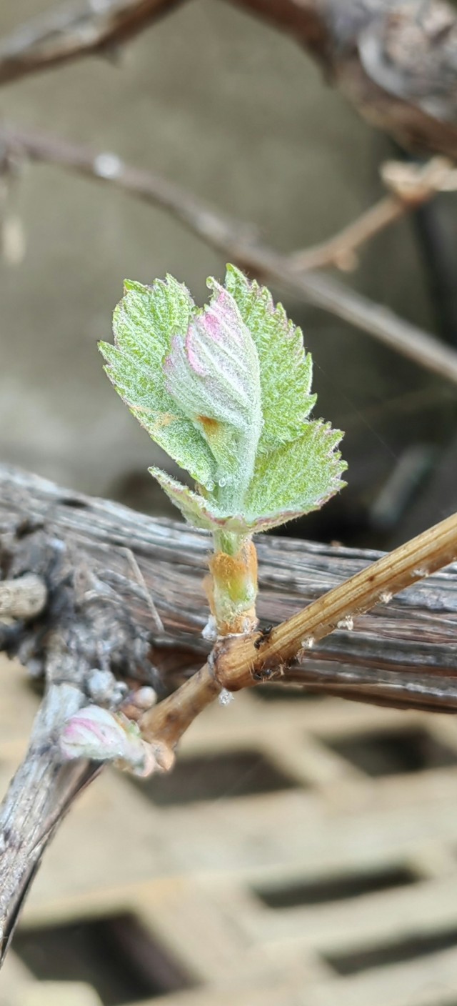 Так распускается виноград