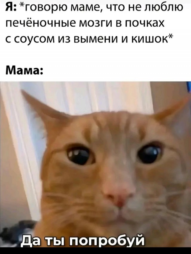 Сова на отдыхе