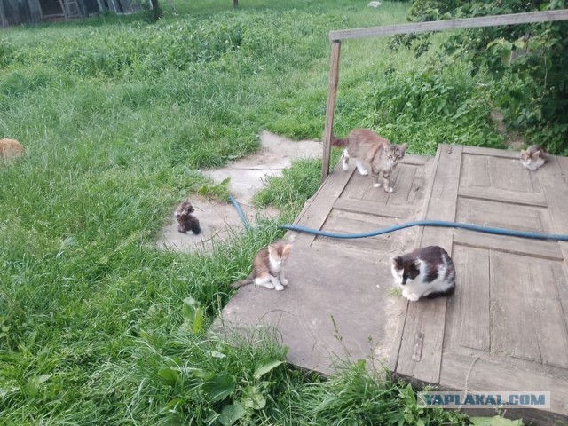 Жизнь домашнего приюта для котеек 549