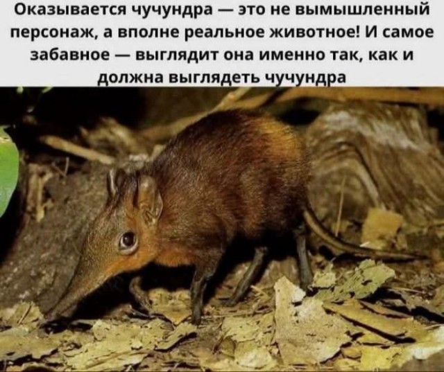 Картинки для деградации 19 (разной степени свежести)