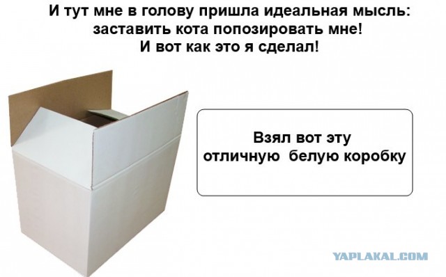 Как правильно рисовать кота