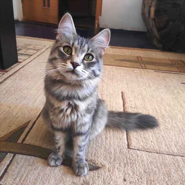 Вторник - котовторник