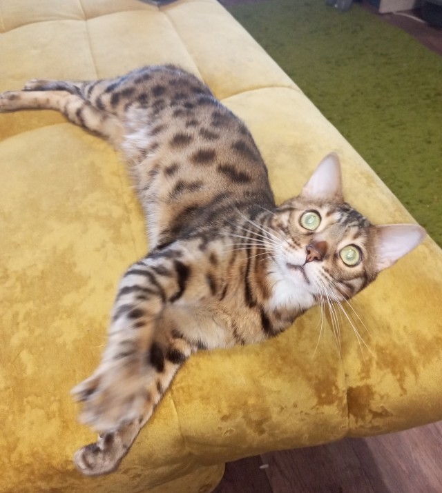 Котовторник.Наши модели