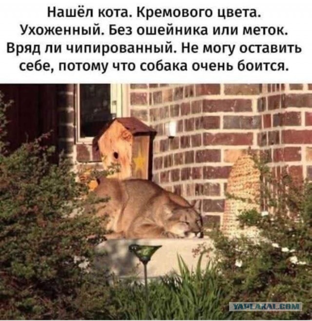Сторожевой кот