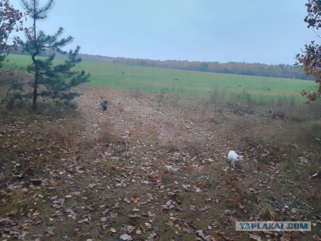 Жизнь домашнего приюта для котеек 562