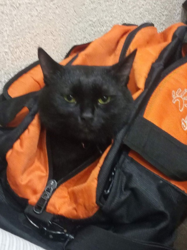 Чёрный котовторник