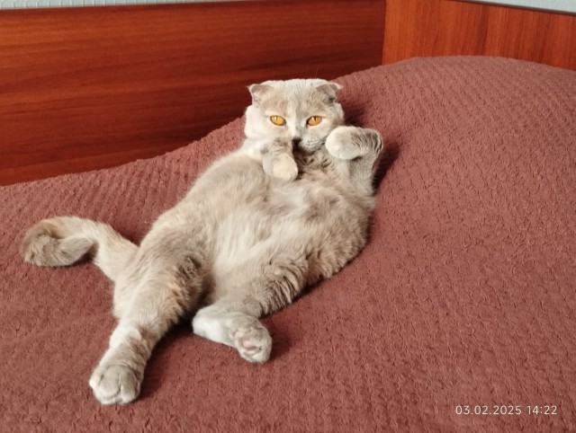 Животинка