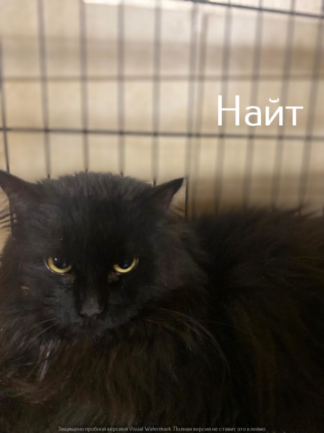 Жизнь домашнего приюта "Котоленд" 521