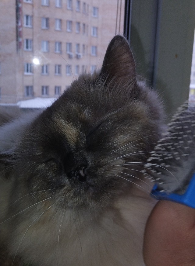 Котовторник же!
