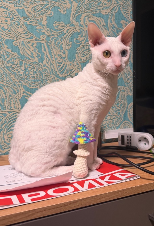 Черненький