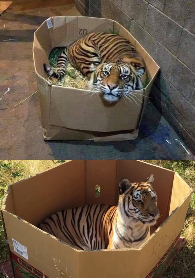 Кот коробковый 1шт