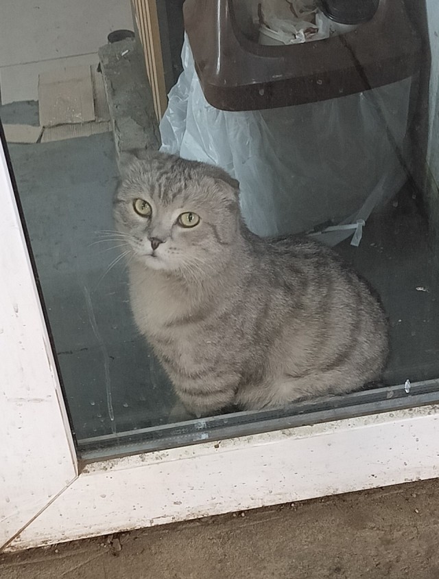 Котовторник. Маруселла.