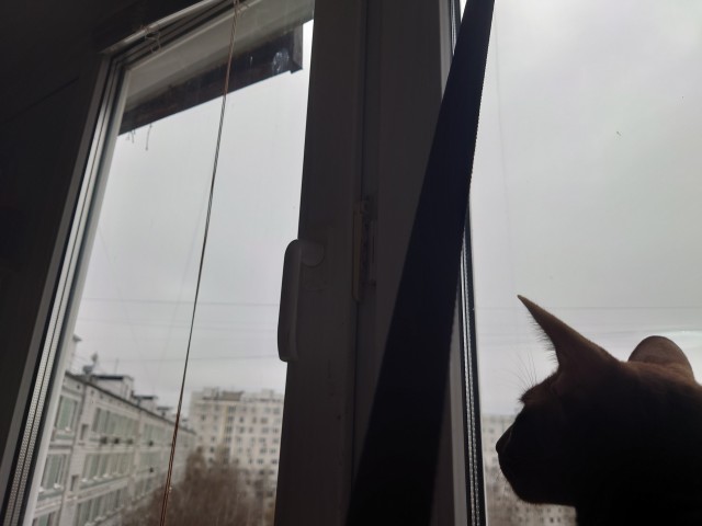 гамак котам, на окно.