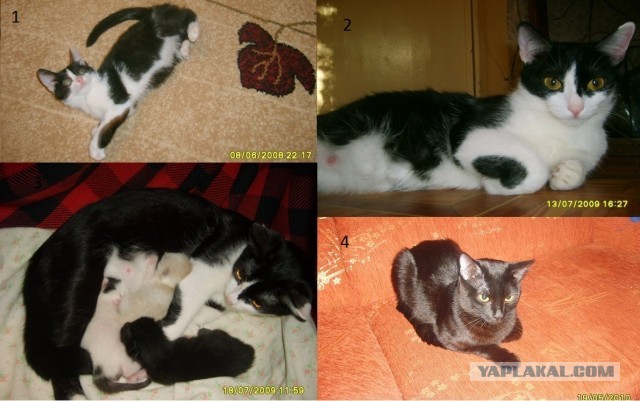 Коты и время