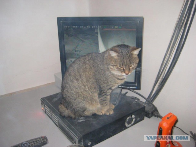 Котовторник  28.01.14