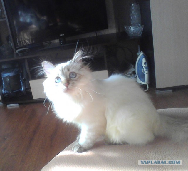 Котовторник 4.02.2014