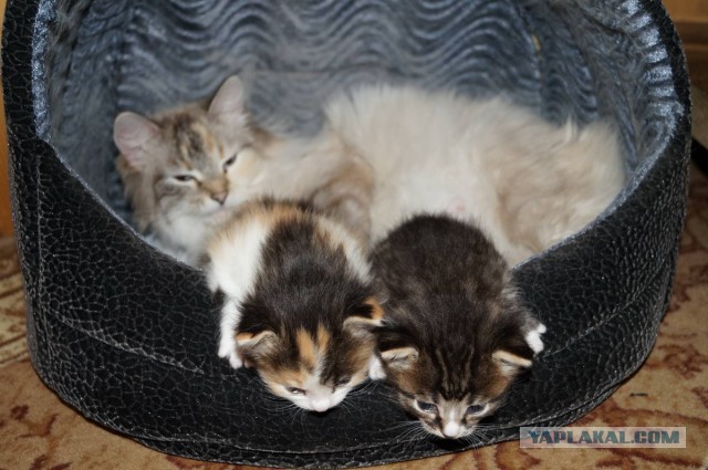 Котовторник 6.05.2014