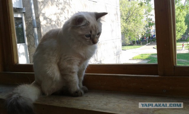 Котовторник 20.05.2014