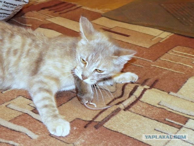 Где ночуют черные коты