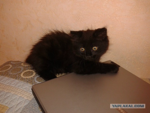 Котовторник 04.11.2014