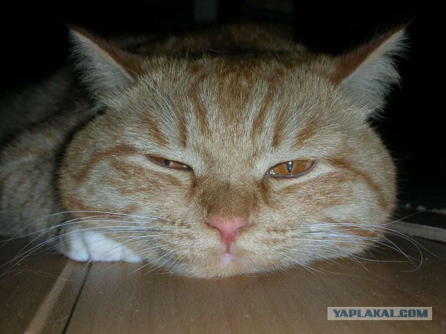 Котовторник 11.11.2014