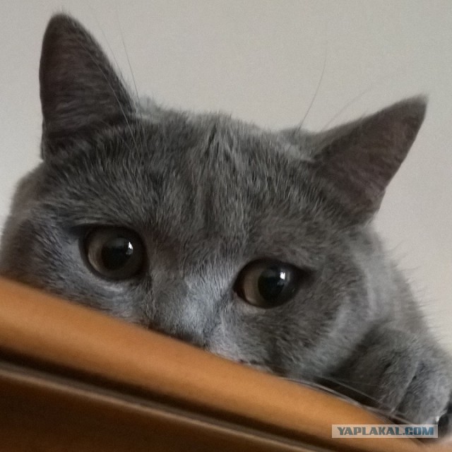 Котовторник 25.11.2014