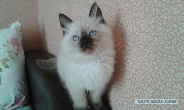 Котовторник 2.12.14