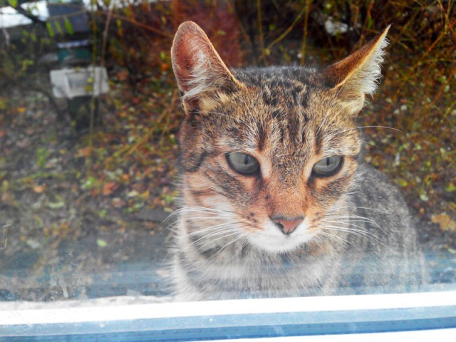 Котовторник 9.12.2014