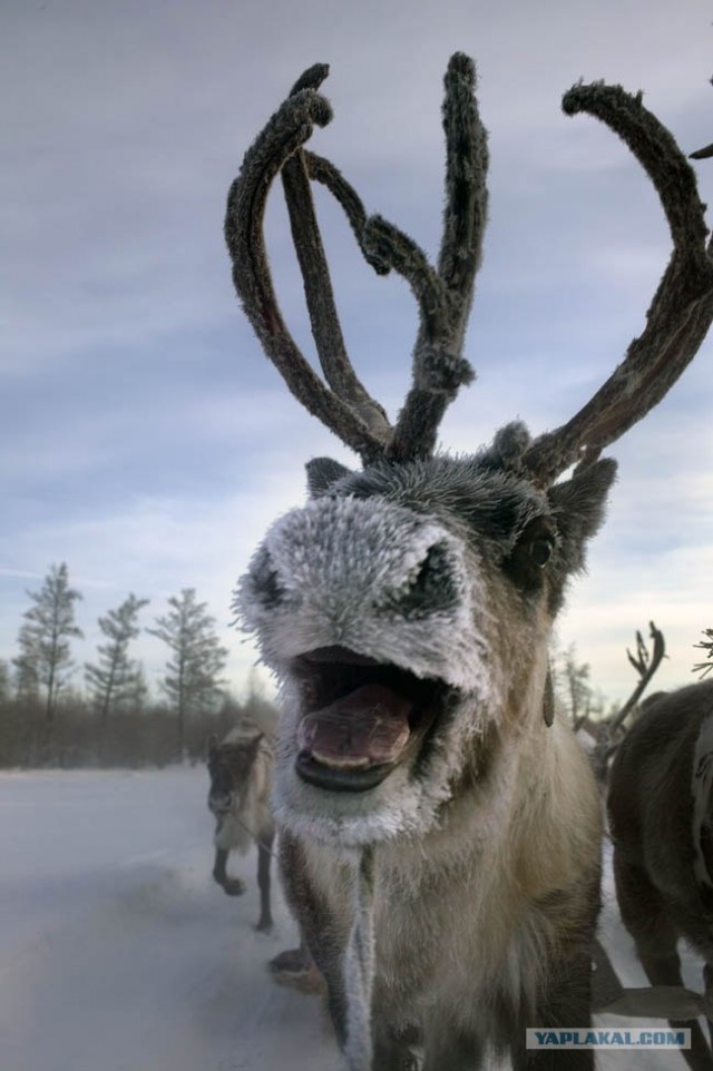 Россия в фотографиях (76 фото)