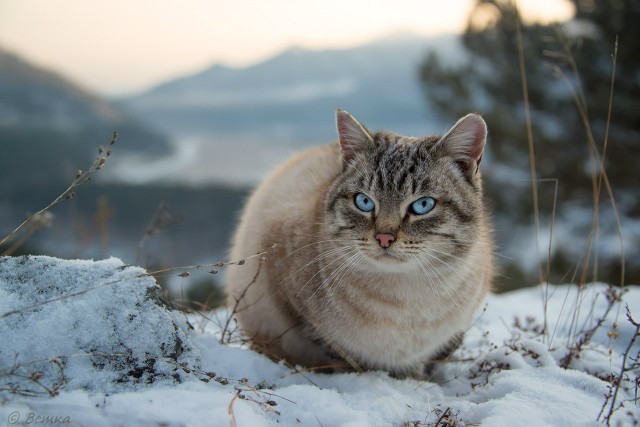 Деревенский кот Кокос.