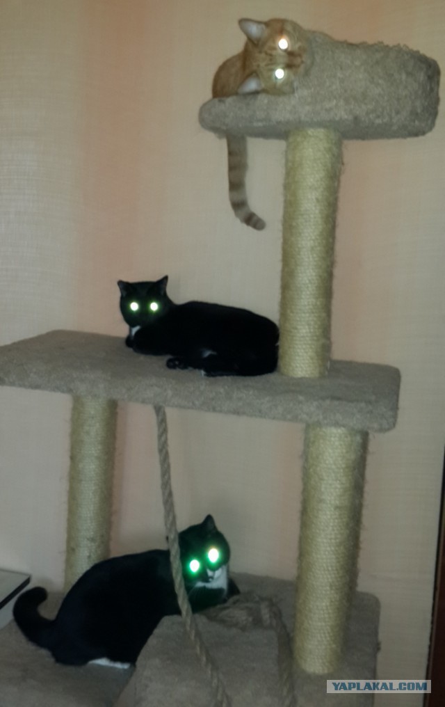 Случайно ночью нашел