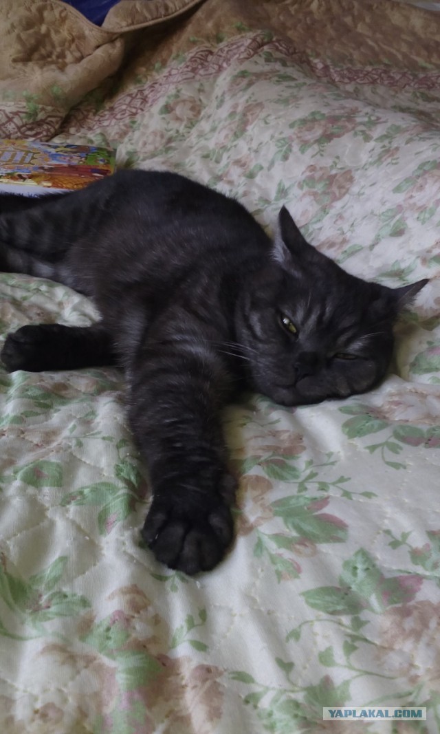 Котовторник 24.03.2015