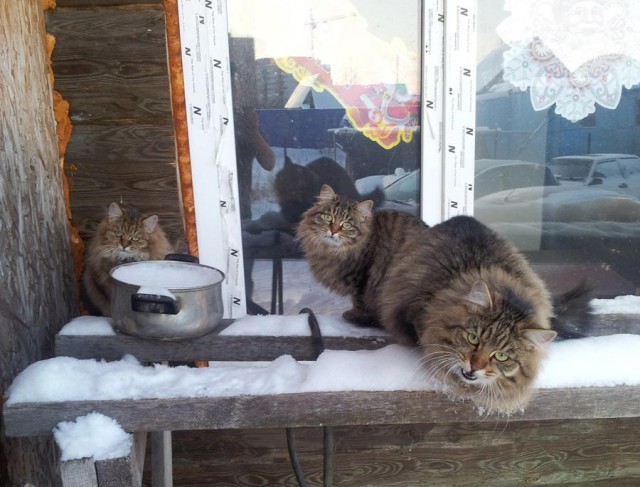 Известные котомемы.